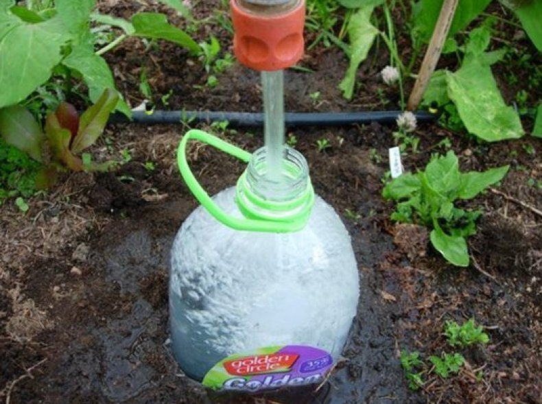 Использование пластиковых бутылок для полива грядок
