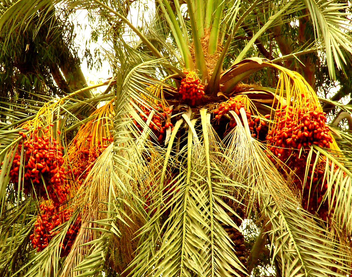 Фото автора:  Свежие финики непередаваемо вкусны и вовсе не приторны