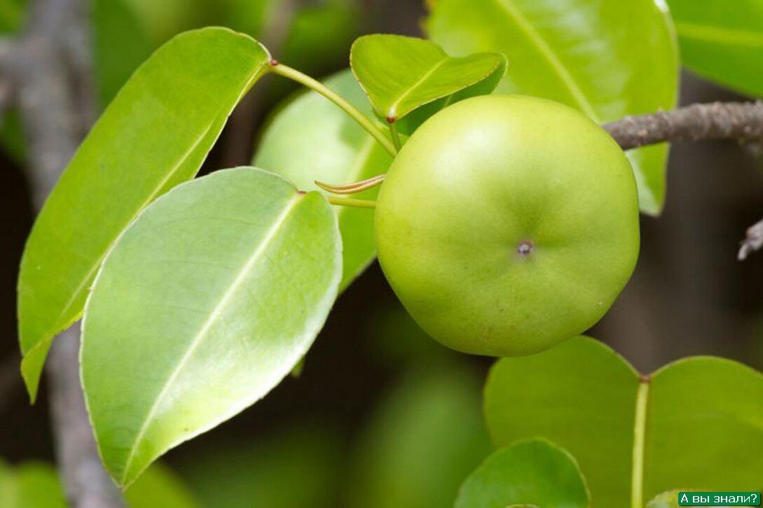 Плоды Манцинеллы. Похожи на яблоки.