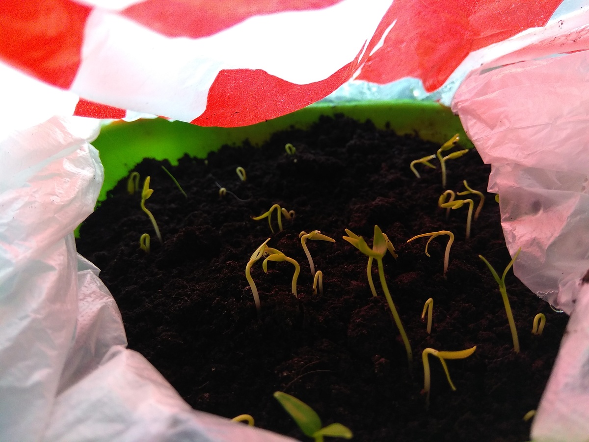 всходы сладкого перца