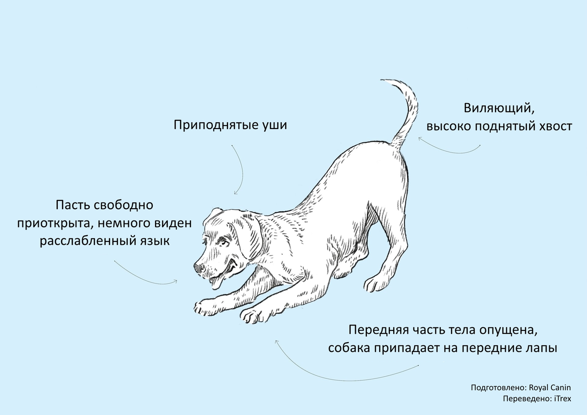 Перевозбуждение у собак. Положение тела собаки. Язык собак как понять. Язык тела собаки хвост. Позы собаки что означают