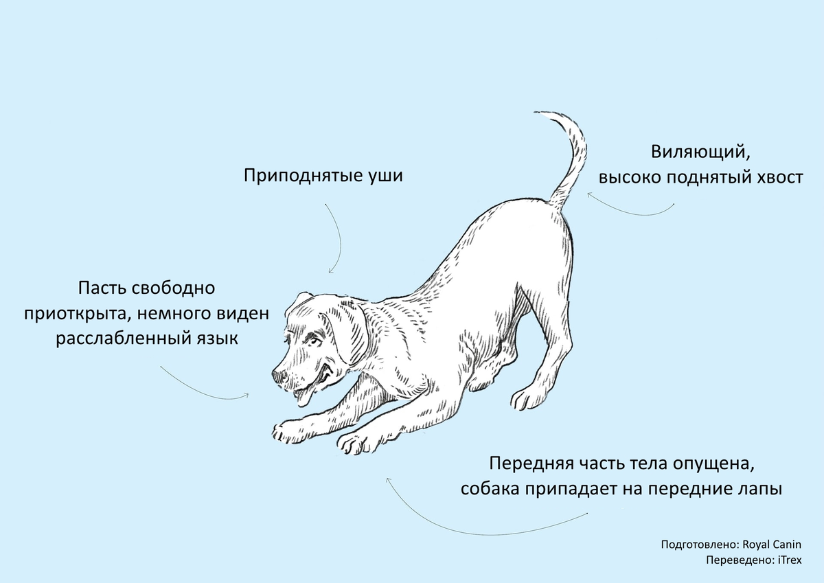 О чем говорят собаки: наглядное пособие для тех, кто хочет научиться  понимать по-собачьи | Бюро переводов iTrex | Дзен