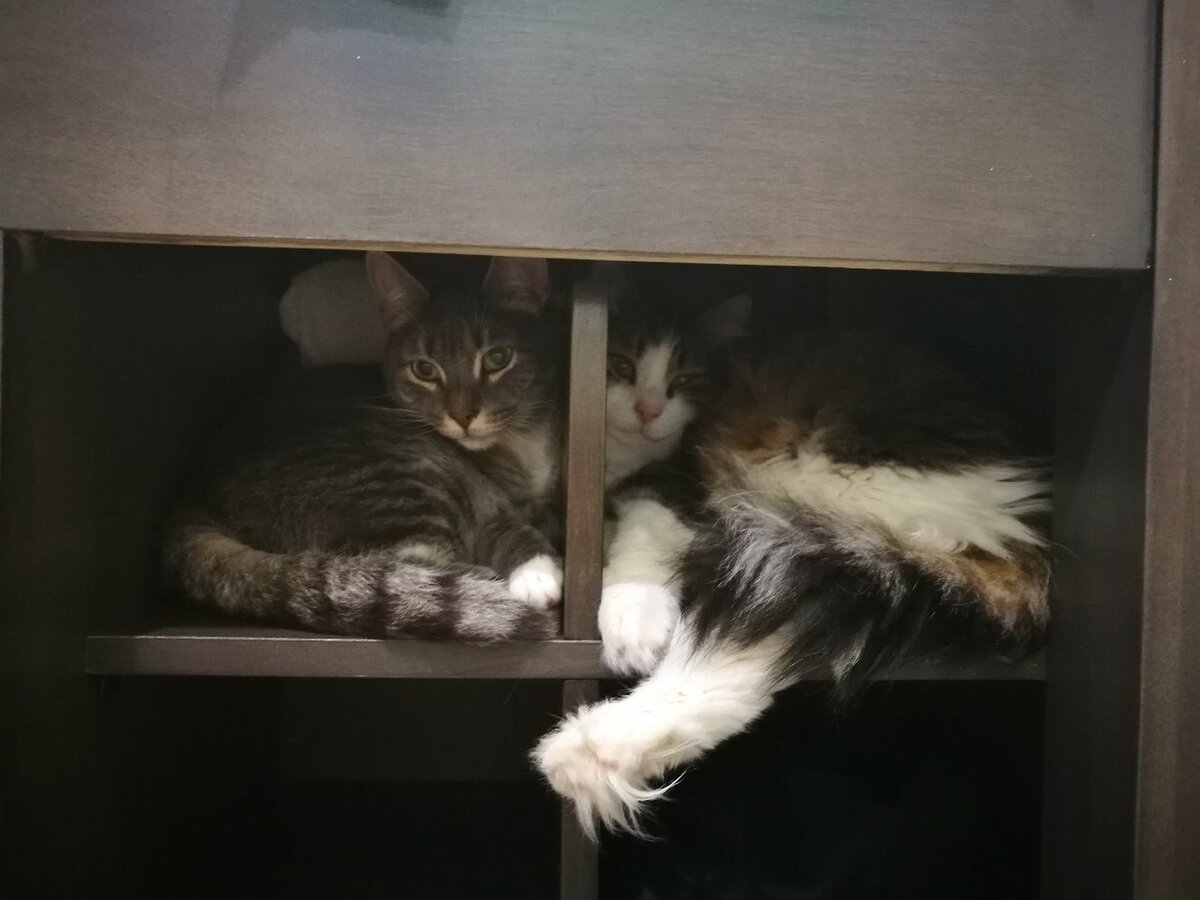  Вдохновляющий привет из дома передают два очаровательных котика - Серый и Яромир (Ярик), которые уехали из приюта домой 24 октября 2016 года (номер 1253 и номер 2121)  