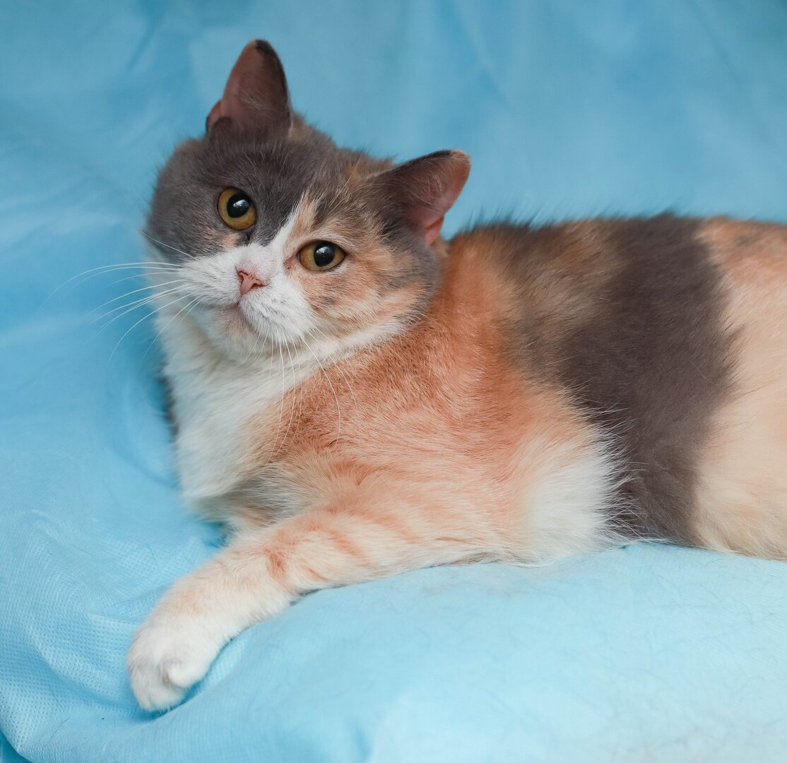 Шерил из Банды Дворян