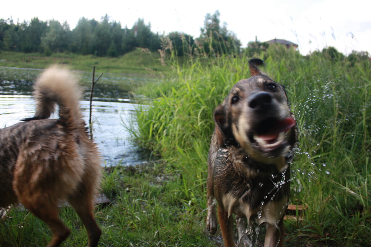 Лето - время долгих прогулок, походов, дач и, конечно, купания. Для многих юных (или в прошлом приютских) собак этот сезон станет первым, когда они откроют для себя радость плавания.-2