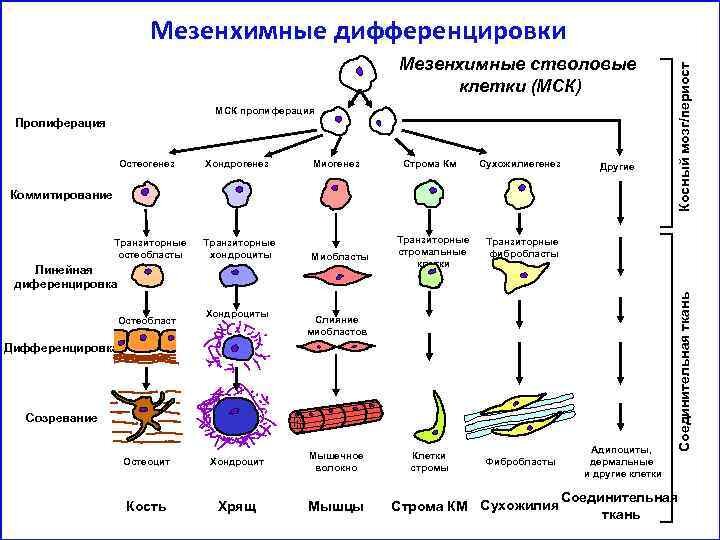 Дифференциация клеток