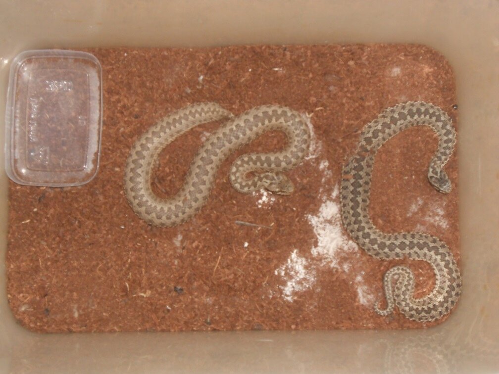 Взрослая пара. СВ 2012.