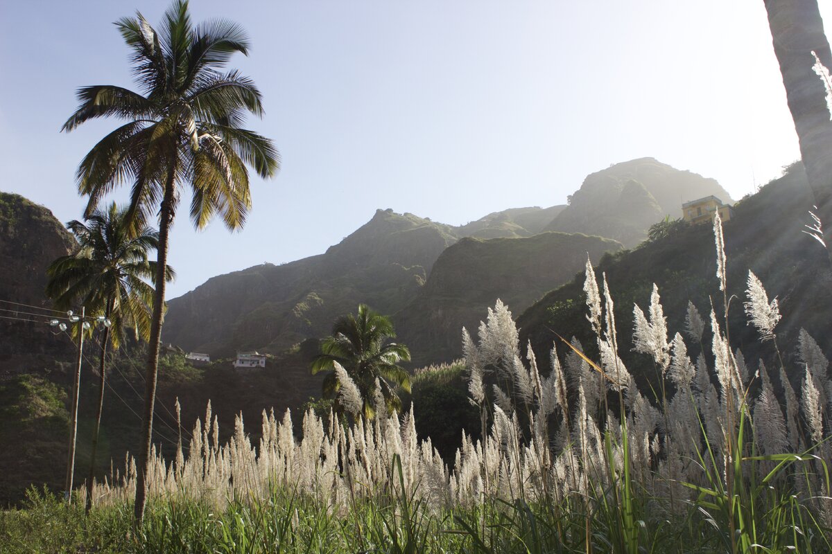 Плантация сахарного тростника