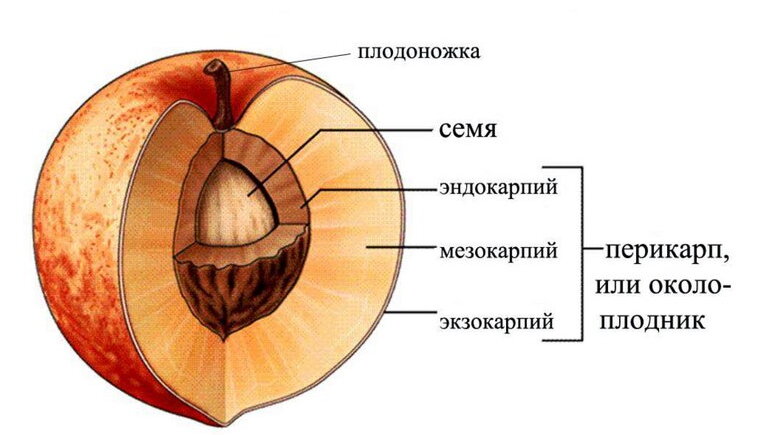 Анатомия мандарина | PlantagoMedia | Дзен
