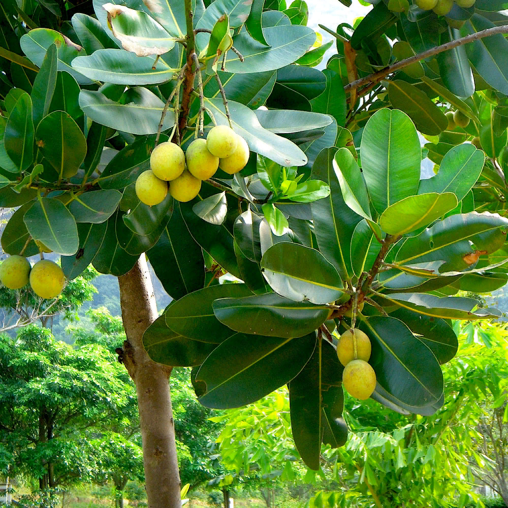 Calophyllum inophyllum
https://images.app.goo.gl/DdGr5gH5DW492uLw6