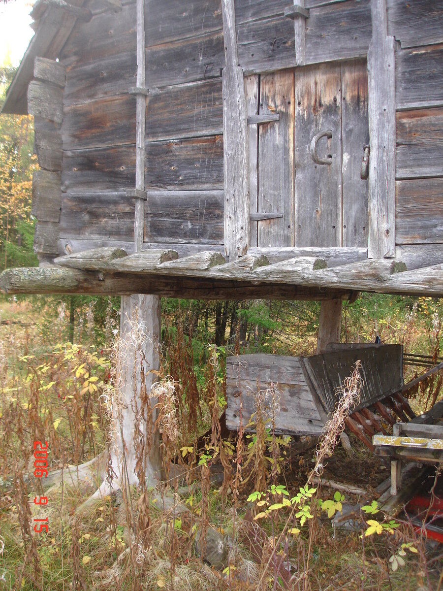 Вот такая "курья ножка". Фото: Людмила Липатова