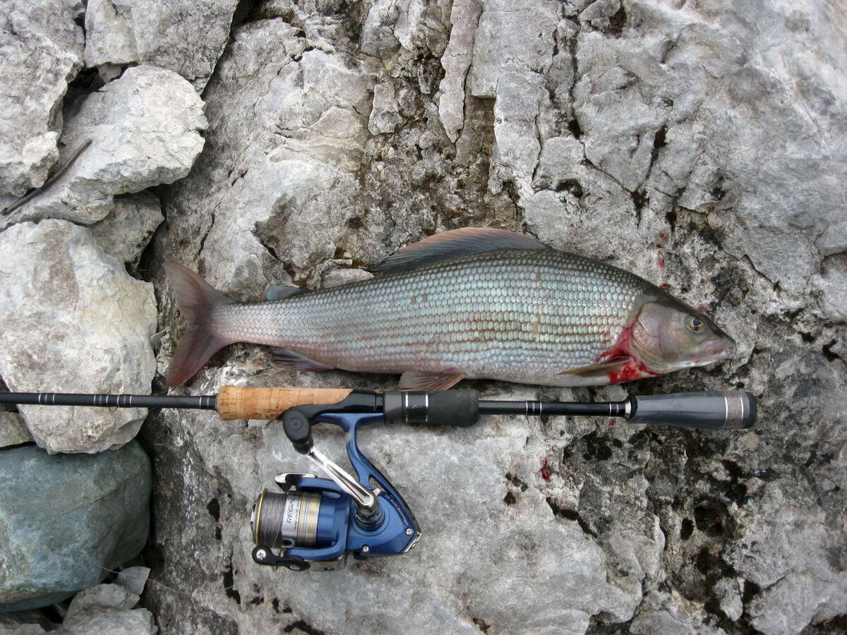 #рыбалка в Сибири на хариуса