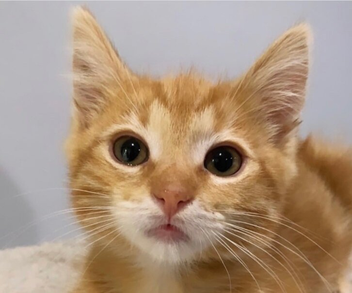 Фото: Aly W @_hellokirosrescue