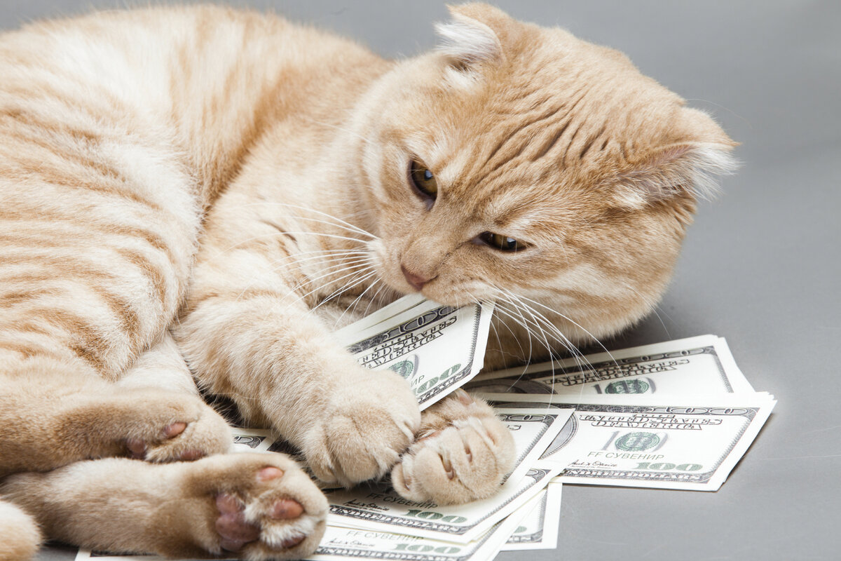 Бизнес план по продаже британских кошек 