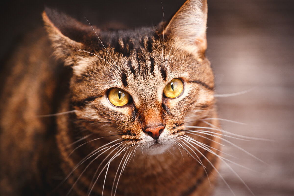 однажды я долго смотрела Ёсу в глаза, и он укусил меня за нос...