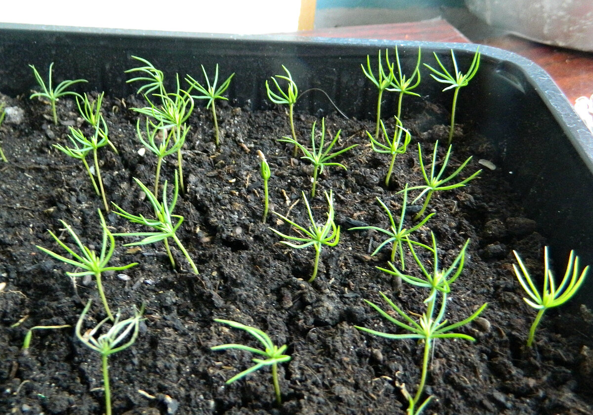 Всходы елочек