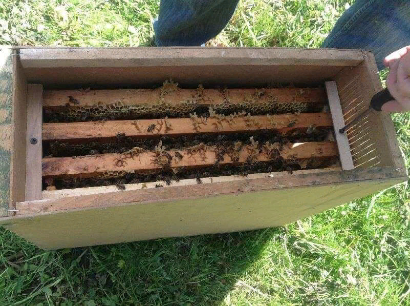 Пакет пчёл в транспортировочном ящике. Фото из открытых источников