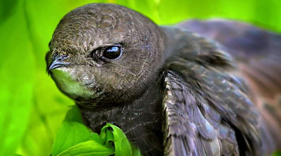 Это единственная птица, которая на лету может спать, спариваться и кушать...