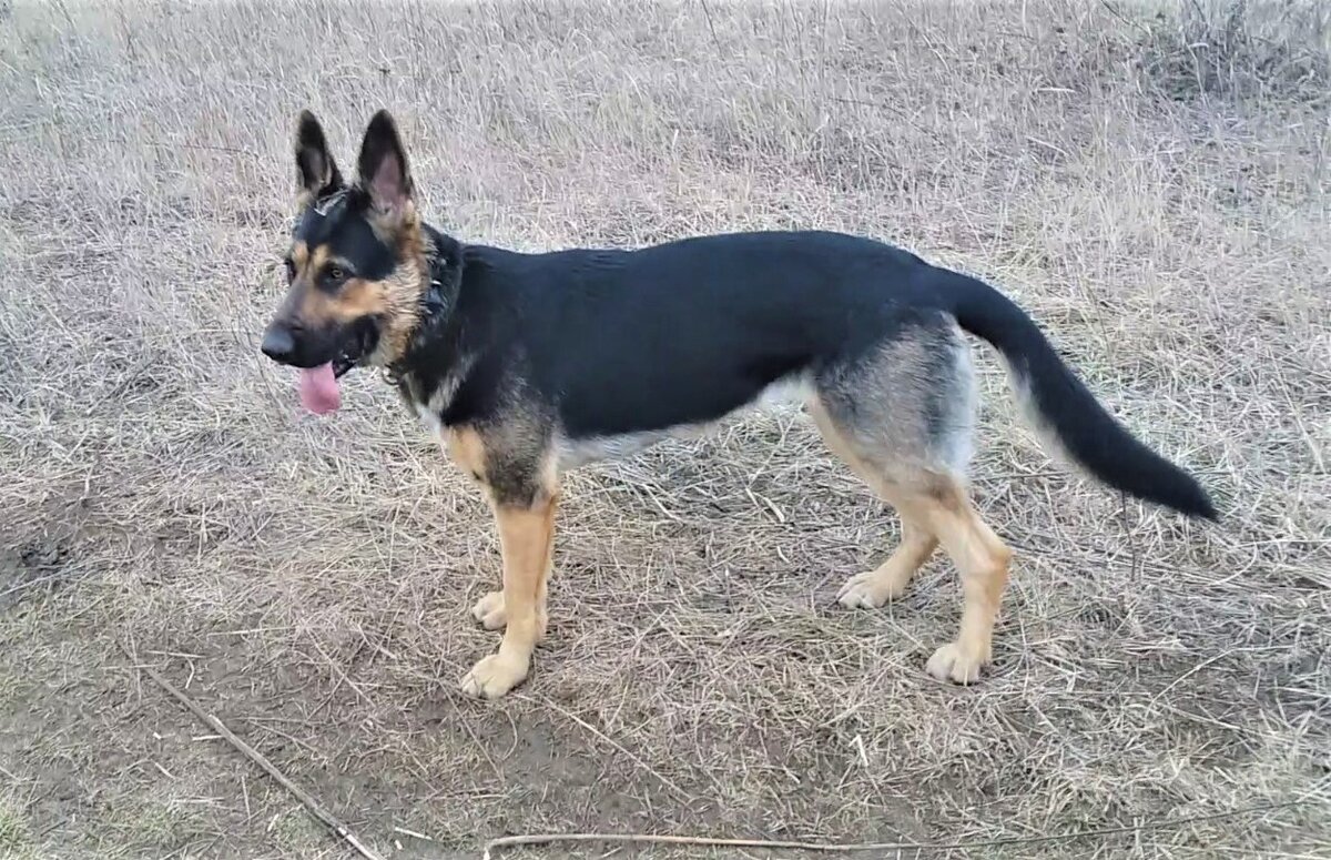 Кейси