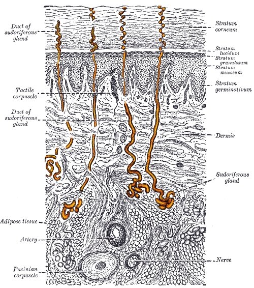 Структура кожи, потовые железы выделены желтым

Gray's Anatomy