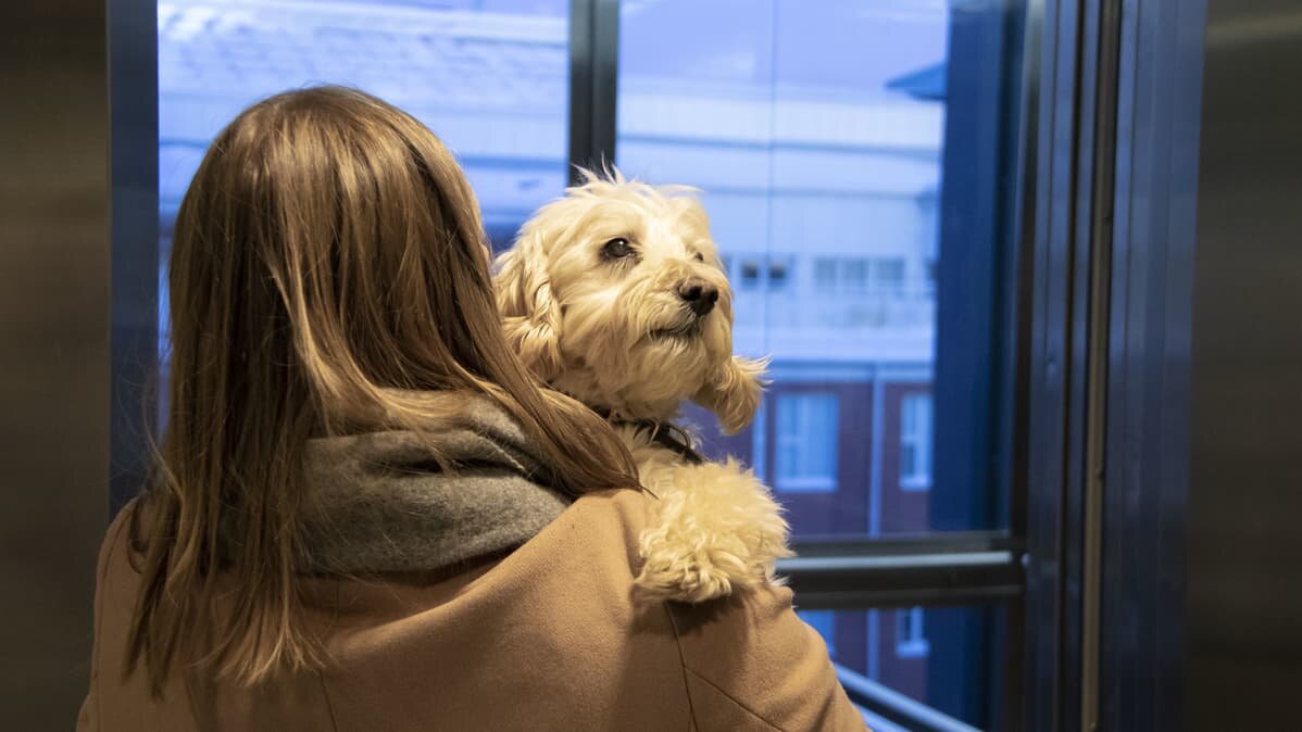 В прошлом году экологическая служба Хельсинки провела экспортную инспекцию 250 домашних животных, большинство из которых были собаки и кошки.