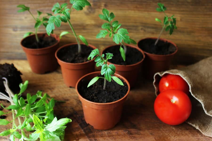 Чего нельзя делать при выращивании рассады томатов