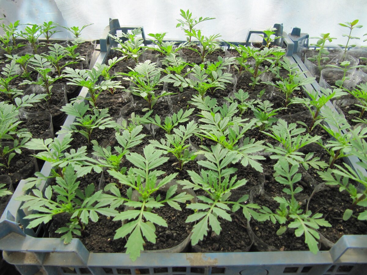 бархатцы отклоненные