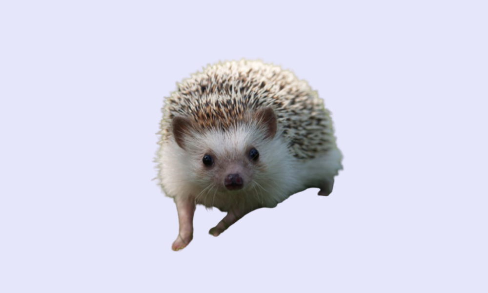 Выбирайте любимое животное и начинайте изучать его картинки. Это секрет успеха (и прокрастинации).