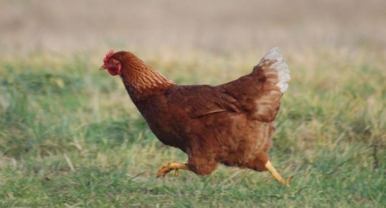 Курица породы Тетра.