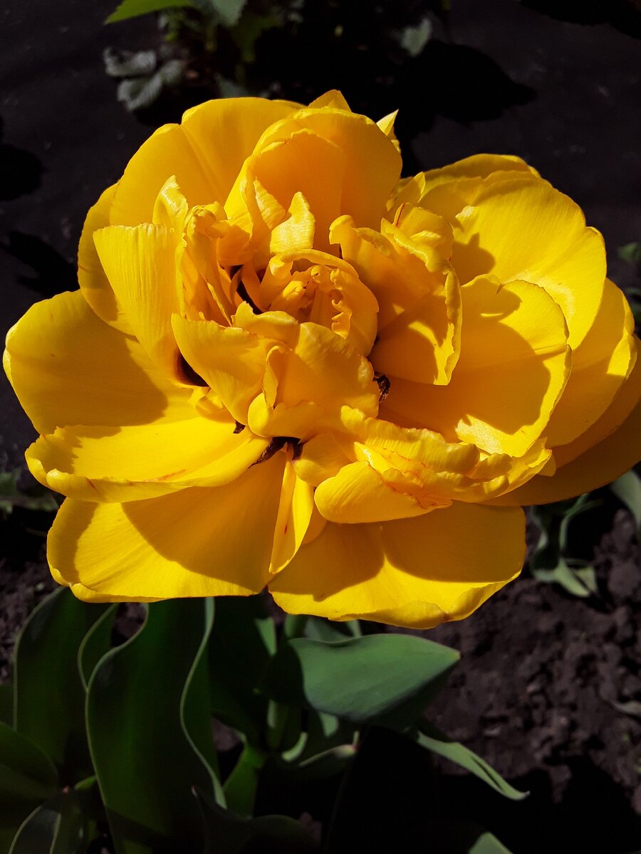 Тюльпан пионовидный, сорт Gold Fever