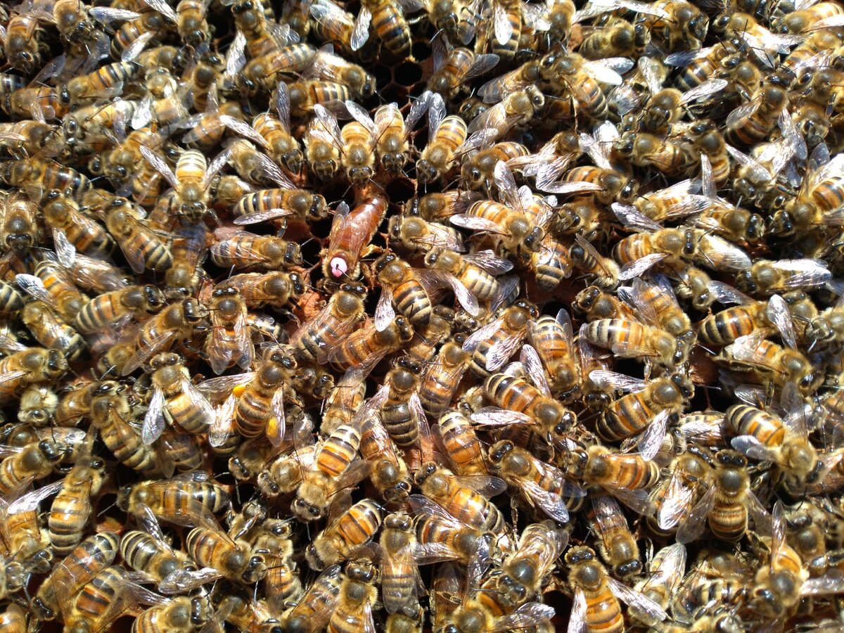 Пчелиная семья. Члены пчелиной семьи. Жизнь пчелиной семьи. Организация пчелиной семьи. Жизнь пчеломатки.