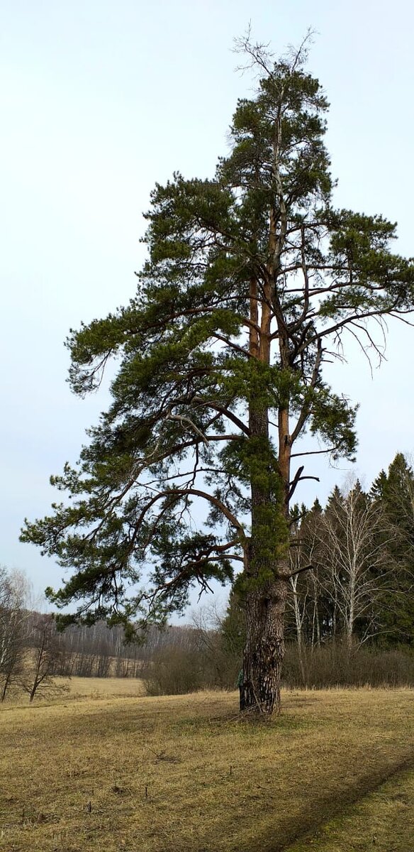 Огромная сосна