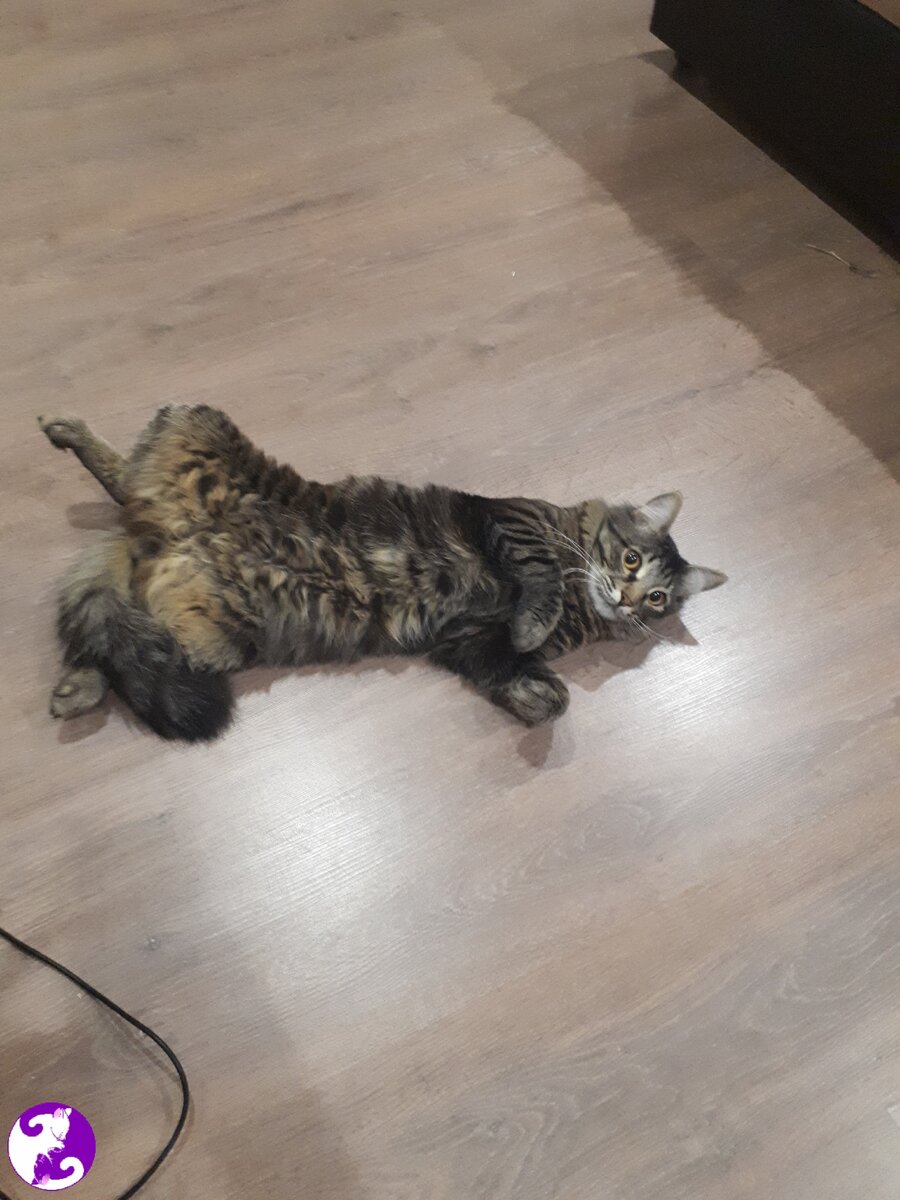 Кот Василий