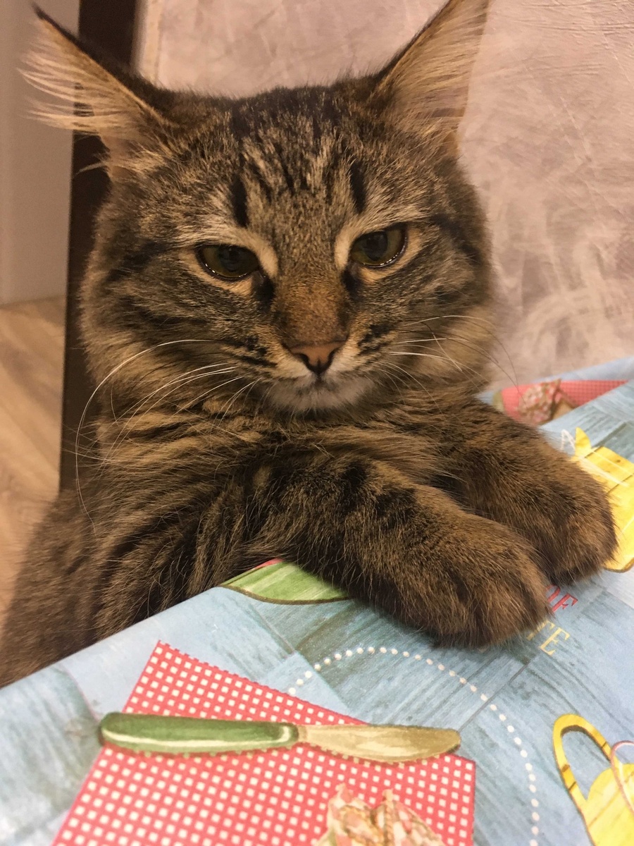 Ни для кого не секрет, что кошки идеально подходят на роль хищников.