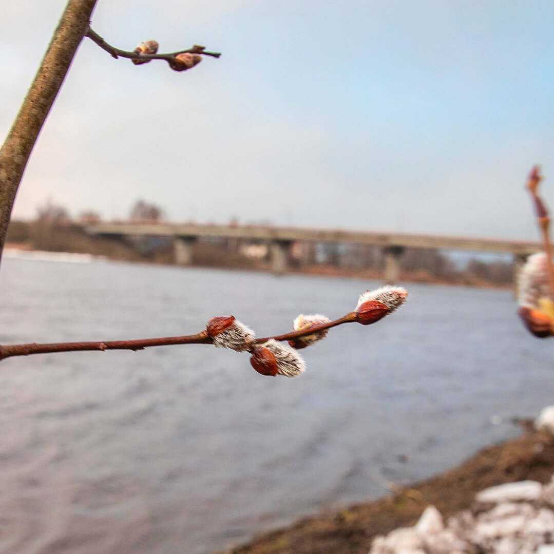 Веточка вербы...