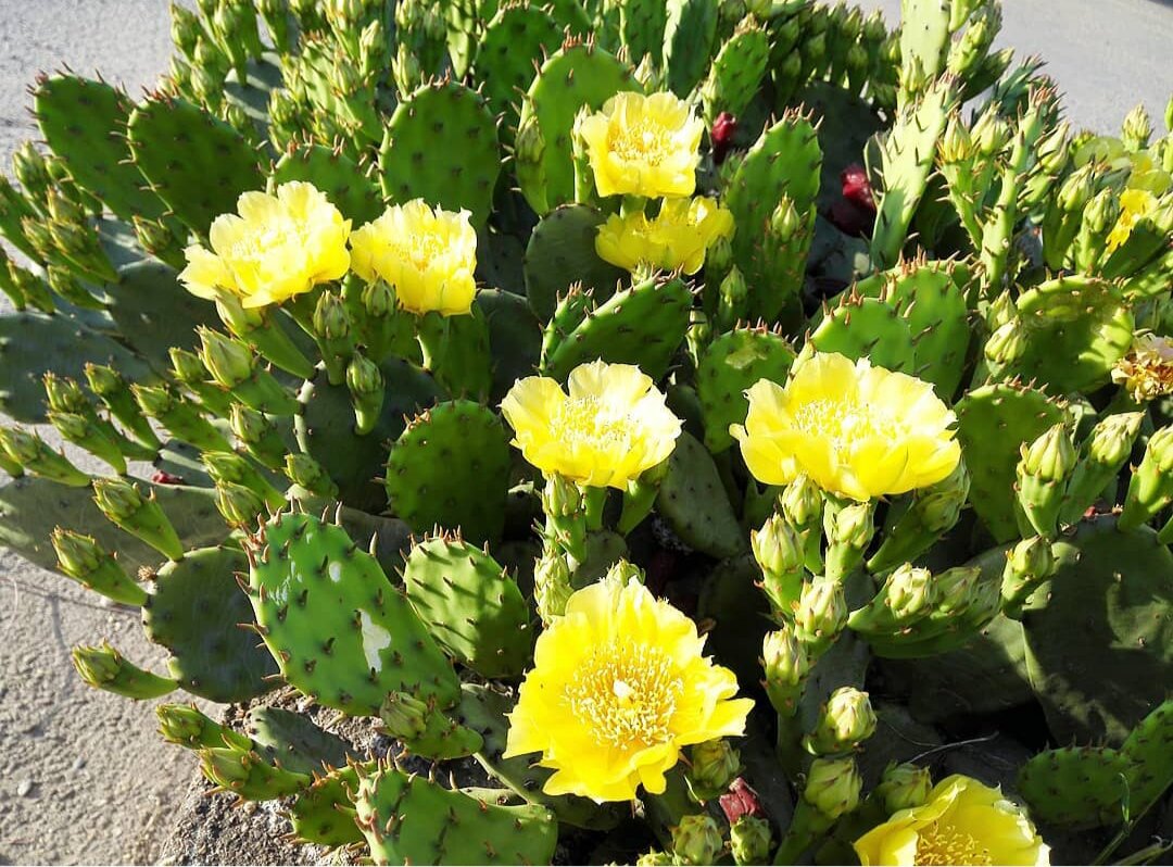 Мои кактусы летом