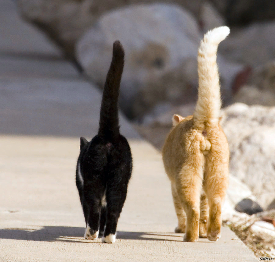 Лапа тройничек. Кот с поднятым хвостом. Хвост кошки. Кот хвост трубой. Кошка с задранным хвостом.