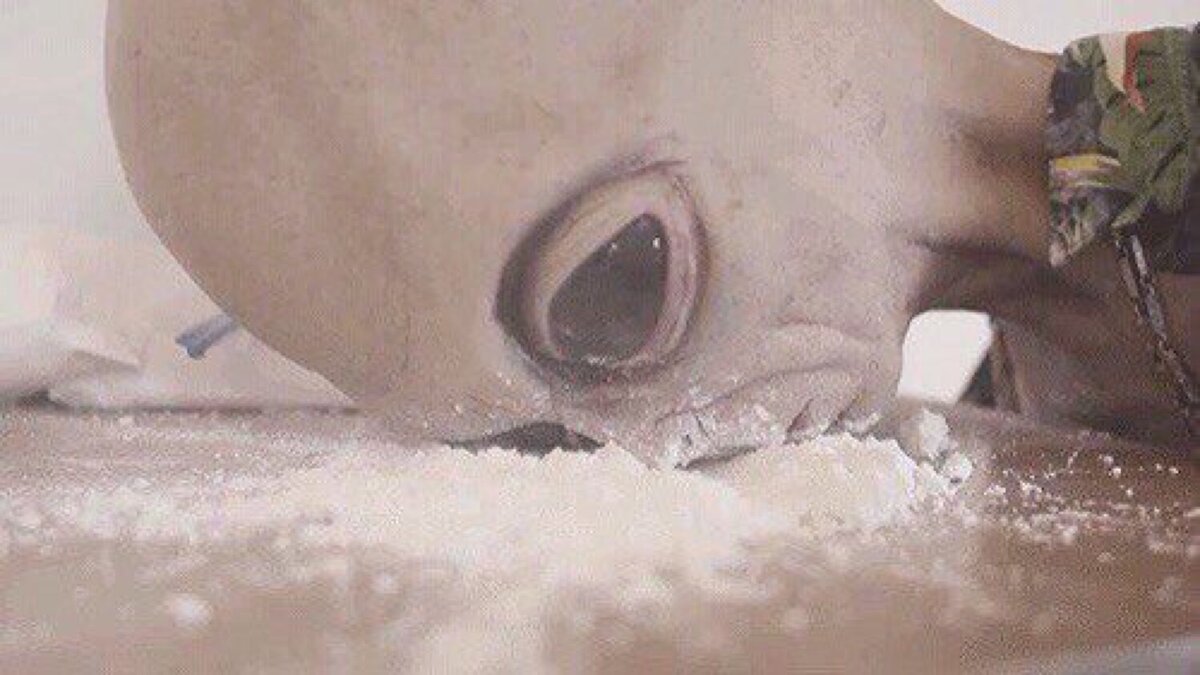 Сценарист канала РЕН ТВ.