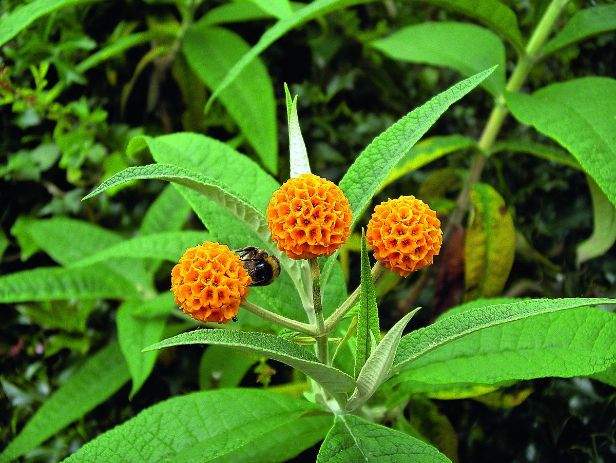 Pugster Amethyst Butterfly Bush Buddleia