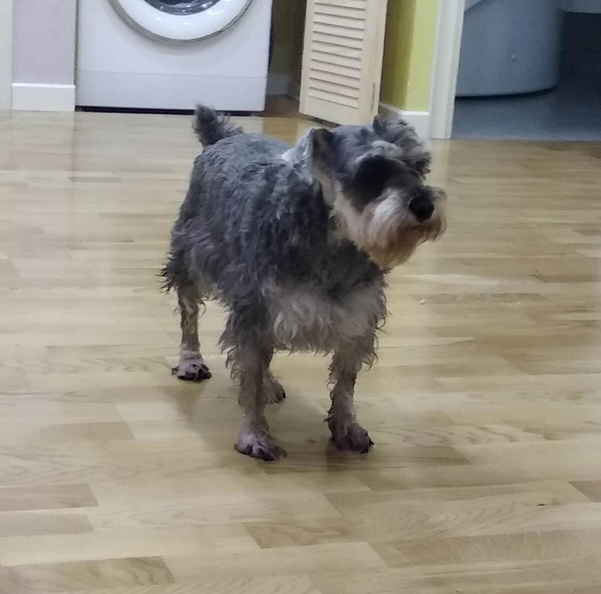 Муся после прогулки под дождём