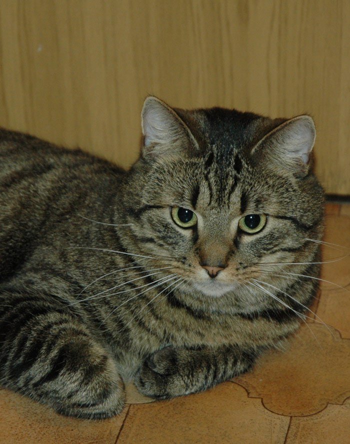 Яндекс картинки