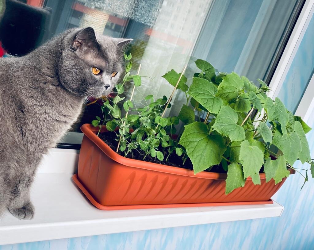 Огурцы под надёжной охраной