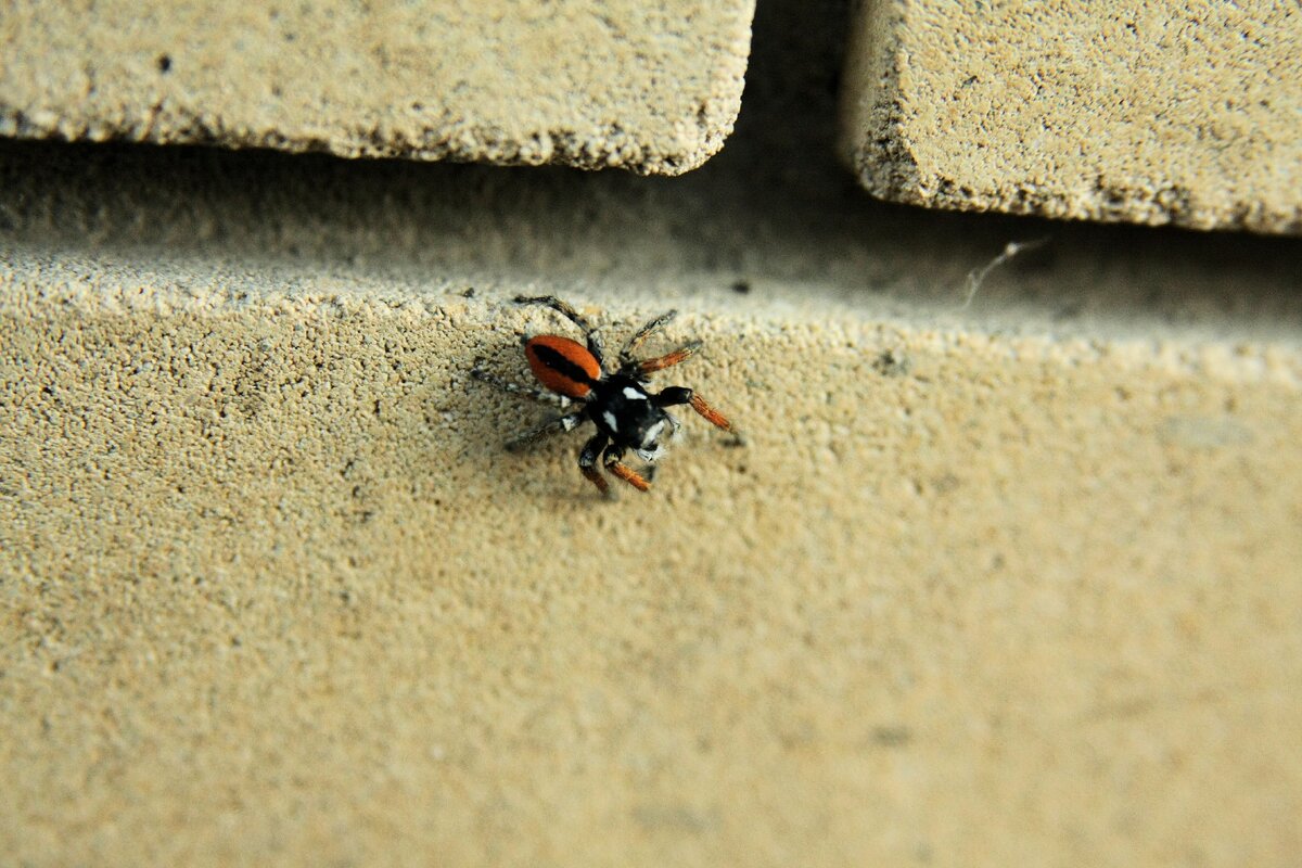 Philaeus chrysops. Снято в Краснодаре