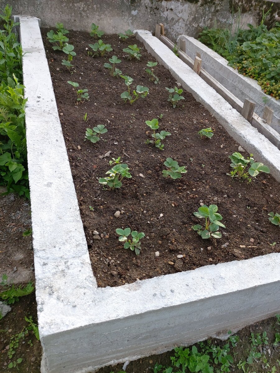 Вот еще один у нас нововсел-вторая грядка из бетона.