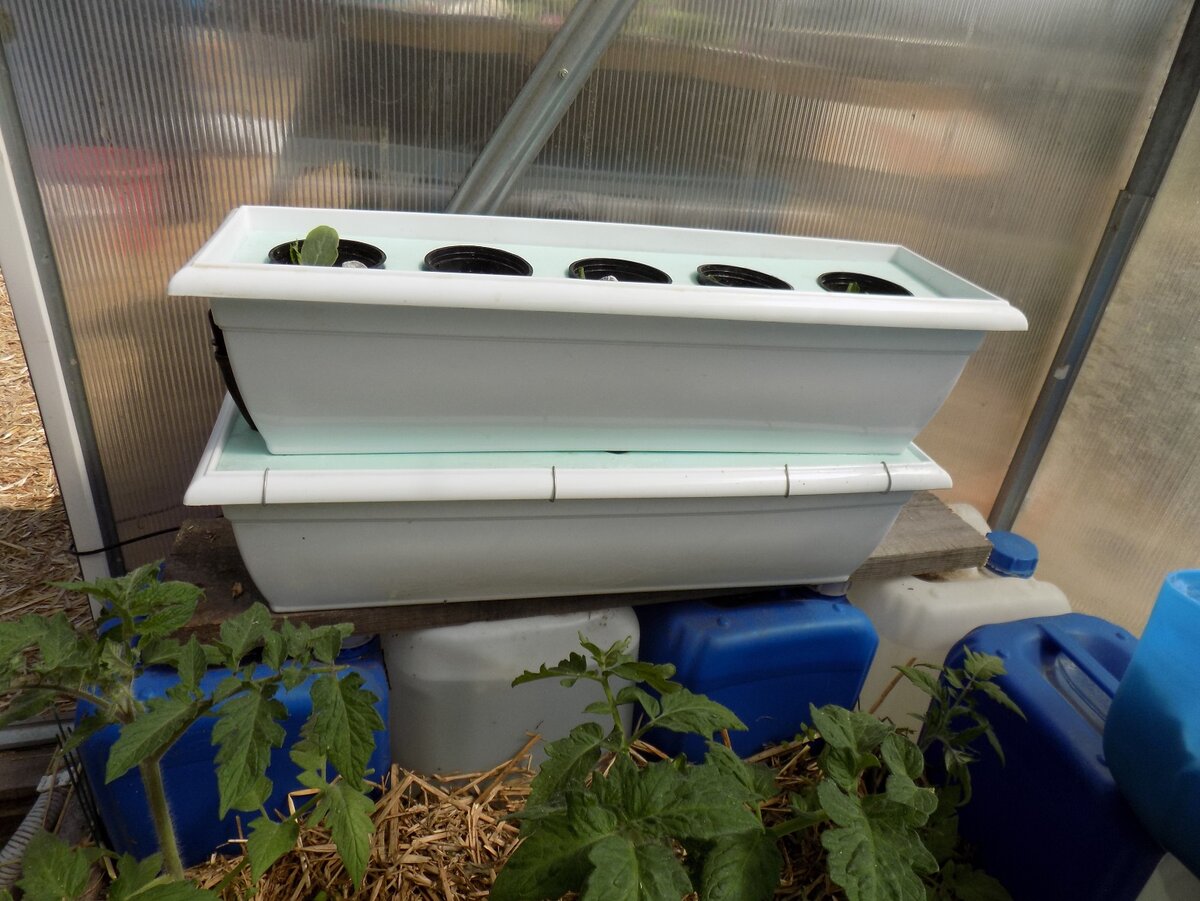 Как самому сделать гидропонную установку для выращивания томатов и огурцов в квартире