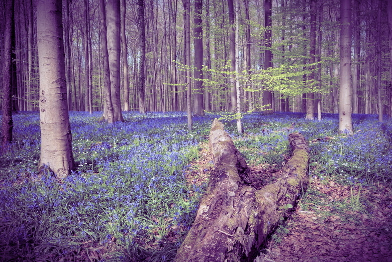 А может цветы были галлюциногенами? 