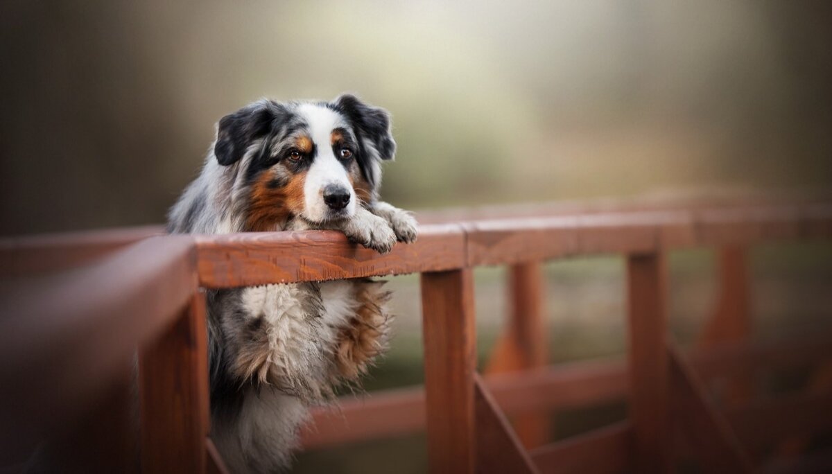 Одиночество — скука! Топ четыре породы собак, которые очень плохо и  чувствительно переносят одиночество и разлуку | Pets2.me | Дзен