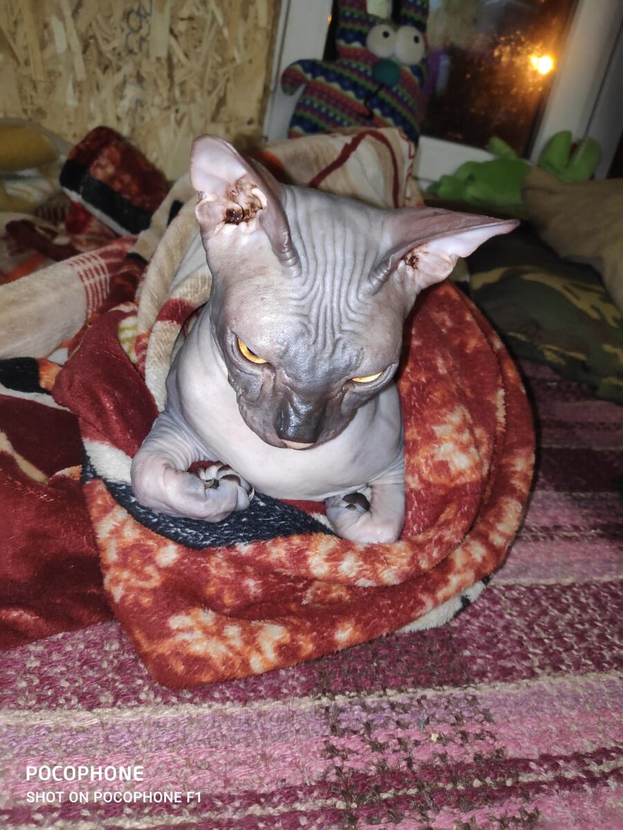 Кто, матерь котья, в этом доме хозяин, я спрашиваю!?