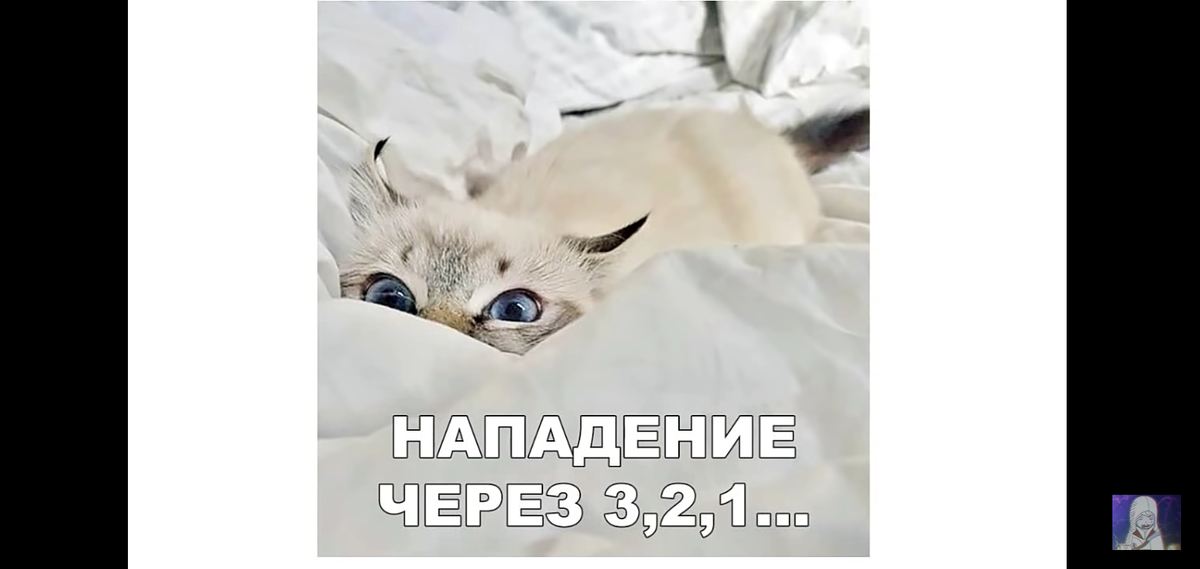 Похож на моего кота!