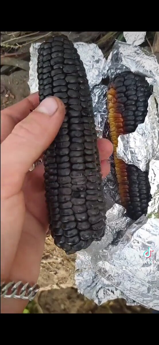 Моя первая попытка получить чёрную кукурузку